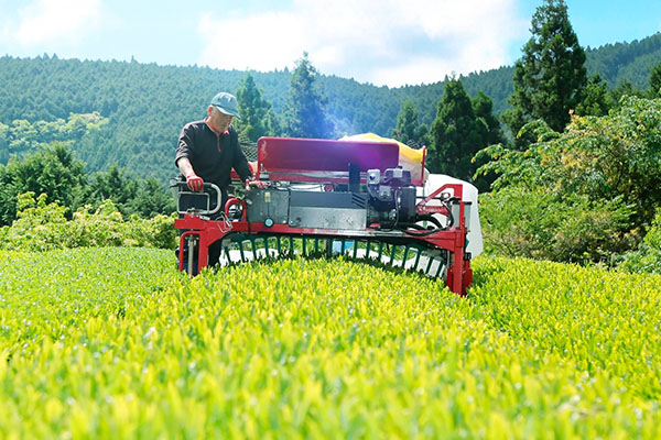 原材料の「茶葉」に目を向けたコカ・コーラの取り組み